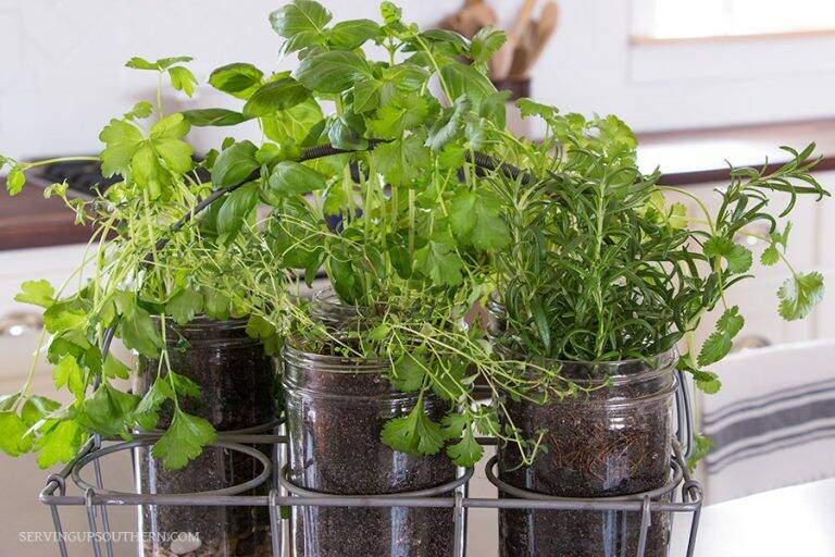 Indoor Mason Jar Herb Garden | Serving Up Southern.com
