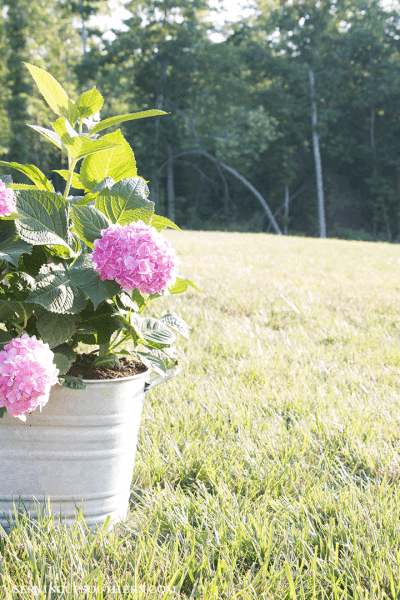 Aged galvanized container filled with beautiful pink hydrangeas sitting out in a yard with woodland trees in the background