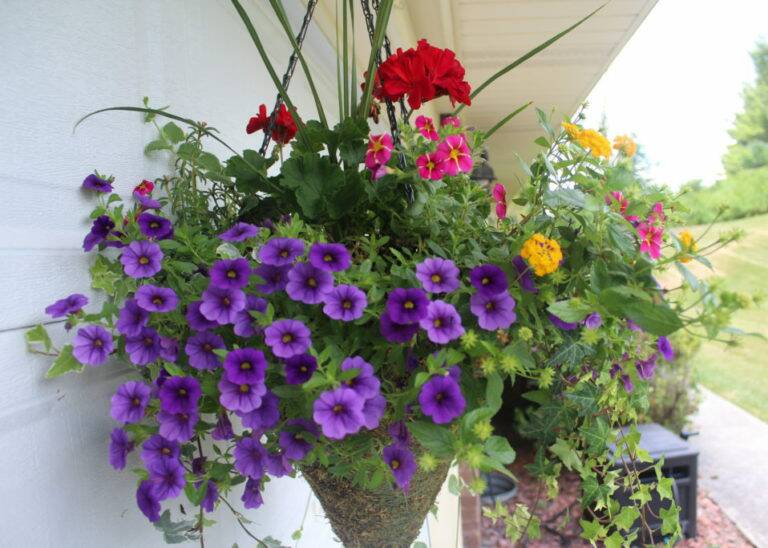 Hanging basket with various colorful flowers.l