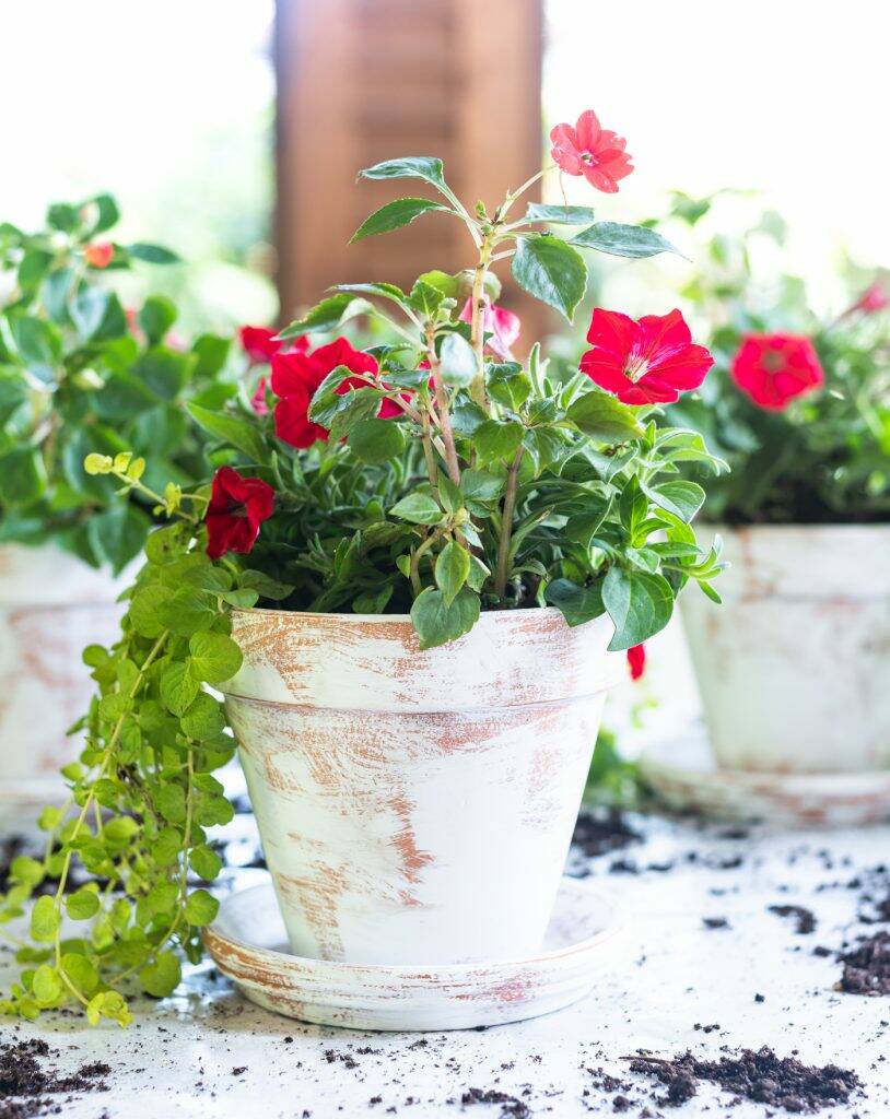 White-washed terracotta planter with red flower