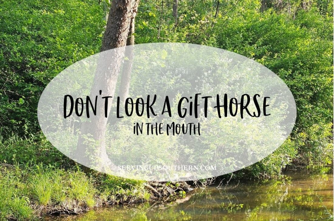 Southern saying "don't look a gift horse in the mouth" meaning